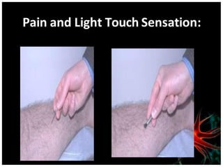 Pain and Light Touch Sensation:
 