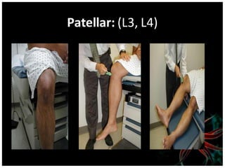 Patellar: (L3, L4)
 