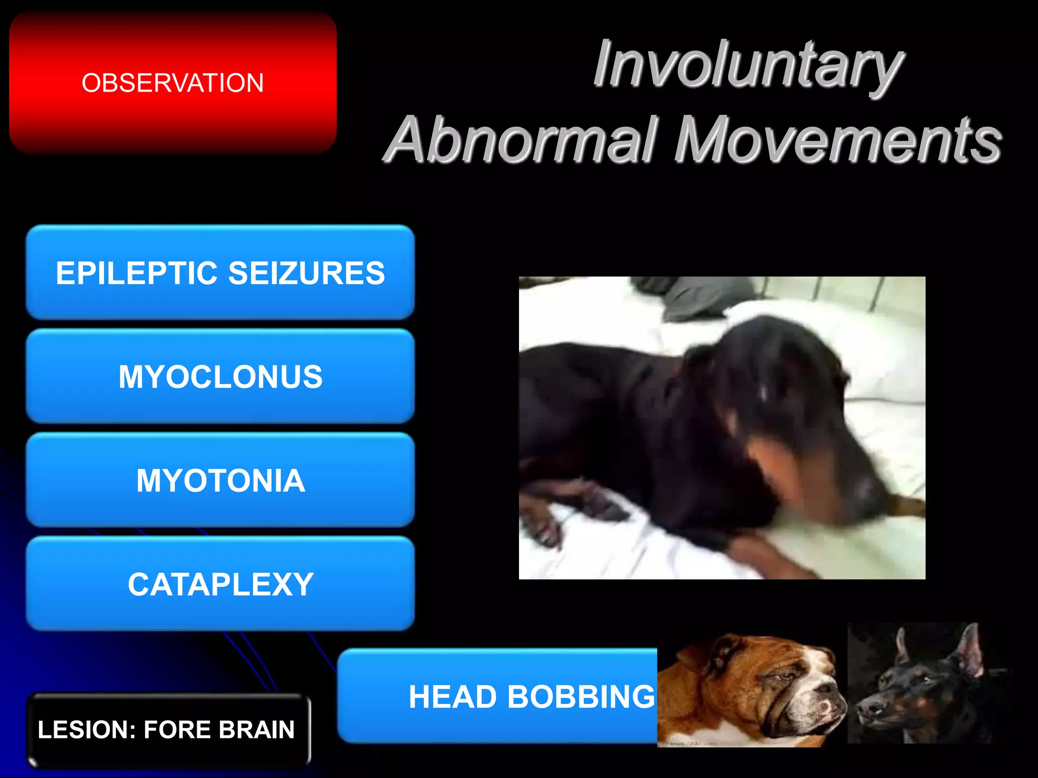 Neurological examination of vety patient. | PPTX