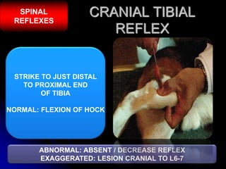 Neurological examination of vety patient. | PPTX