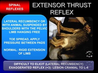 Neurological examination of vety patient. | PPTX