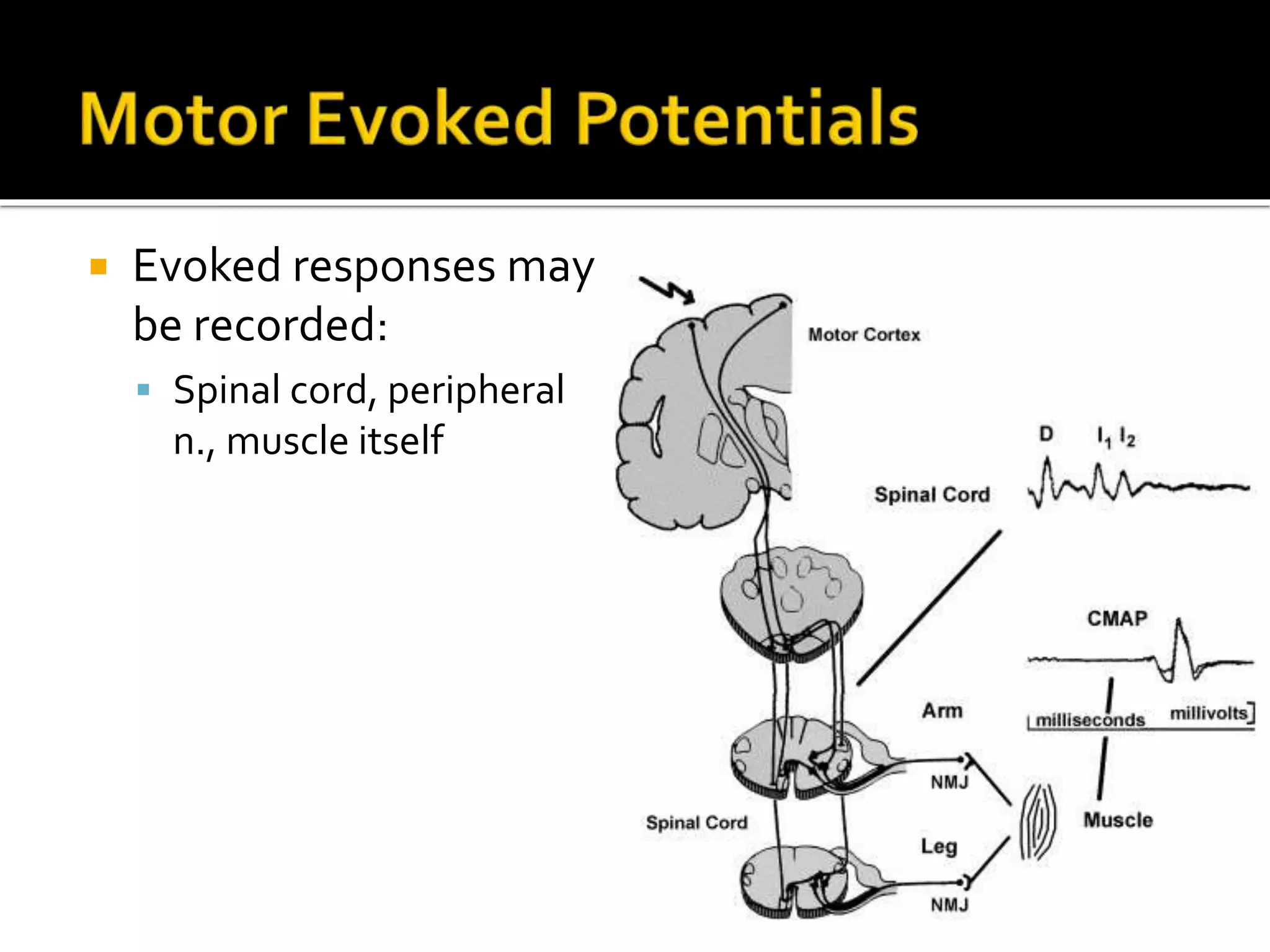  Evoked responses may
be recorded:
 Spinal cord, peripheral
n., muscle itself
 