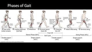 Phases of Gait
 