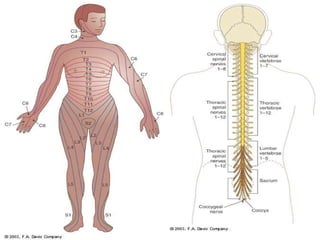 Dermatomes/spine 
