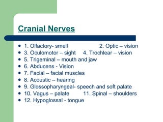 Cranial Nerves 1. Olfactory- smell 2. Optic – vision 3. Oculomotor – sight 4. Trochlear – vision 5. Trigeminal – mouth and jaw  6. Abducens - Vision 7. Facial – facial muscles 8. Acoustic – hearing 9. Glossopharyngeal- speech and soft palate 10. Vagus – palate  11. Spinal – shoulders 12. Hypoglossal - tongue 