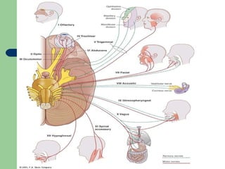 Pix Cranial Nerves 