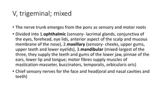 V, trigeminal; mixed
• The nerve trunk emerges from the pons as sensory and motor roots
• Divided into 1.ophthalmic (sensory- lacrimal glands, conjunctiva of
the eyes, forehead, eye lids, anterior aspect of the scalp and mucous
membrane of the nose), 2.maxillary (sensory- cheeks, upper gums,
upper teeth and lower eyelids), 3.mandibular (mixed-largest of the
three, they supply the teeth and gums of the lower jaw, pinnae of the
ears, lower lip and tongue; motor fibres supply muscles of
mastication-masseter, buccinators, temporalis, orbicularis oris)
• Chief sensory nerves for the face and head(oral and nasal cavities and
teeth)
 