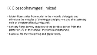 IX Glossophayrngeal; mixed
• Motor fibres a rise from nuclei in the medulla oblongata and
stimulate the muscles of the tongue and pharynx and the secretory
cells of the parotid (salivary) glands.
• Sensory fibres convey impulses to the cerebral cortex from the
posterior 1/3 of the tongue, the tonsils and pharynx.
• Essential for the swallowing and gag reflexes.
 