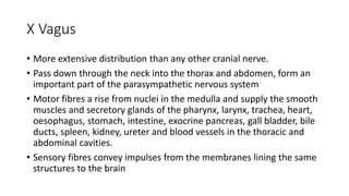 X Vagus
• More extensive distribution than any other cranial nerve.
• Pass down through the neck into the thorax and abdomen, form an
important part of the parasympathetic nervous system
• Motor fibres a rise from nuclei in the medulla and supply the smooth
muscles and secretory glands of the pharynx, larynx, trachea, heart,
oesophagus, stomach, intestine, exocrine pancreas, gall bladder, bile
ducts, spleen, kidney, ureter and blood vessels in the thoracic and
abdominal cavities.
• Sensory fibres convey impulses from the membranes lining the same
structures to the brain
 