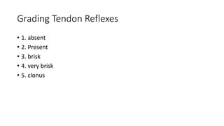 Grading Tendon Reflexes
• 1. absent
• 2. Present
• 3. brisk
• 4. very brisk
• 5. clonus
 