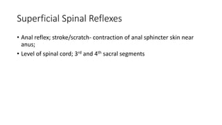 Superficial Spinal Reflexes
• Anal reflex; stroke/scratch- contraction of anal sphincter skin near
anus;
• Level of spinal cord; 3rd and 4th sacral segments
 