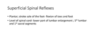 Superficial Spinal Reflexes
• Plantar; stroke sole of the foot- flexion of toes and foot
• Level of spinal cord- lower part of lumbar enlargement ; 5th lumbar
and 1st sacral segments
 
