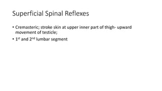 Superficial Spinal Reflexes
• Cremasteric; stroke skin at upper inner part of thigh- upward
movement of testicle;
• 1st and 2nd lumbar segment
 