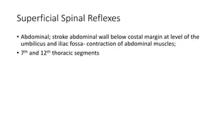 Superficial Spinal Reflexes
• Abdominal; stroke abdominal wall below costal margin at level of the
umbilicus and iliac fossa- contraction of abdominal muscles;
• 7th and 12th thoracic segments
 