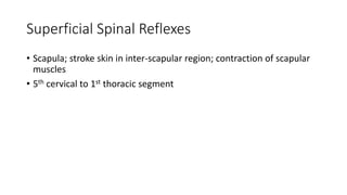 Superficial Spinal Reflexes
• Scapula; stroke skin in inter-scapular region; contraction of scapular
muscles
• 5th cervical to 1st thoracic segment
 