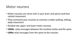 Motor neurons
• Motor neurons are nerve cells in your brain and spinal cord that
control movement
• They command your muscles to contract; enable walking, talking,
body movement
• Divided into upper and lower motor neurons
• UMNs- relay messages between the cerebral cortex and the spine
• LMNs-relay messages from the spine to the muscles
 