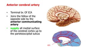 NEUROLOGICAL VESSELS. ELABORATED BY ANATOMY | PPTX