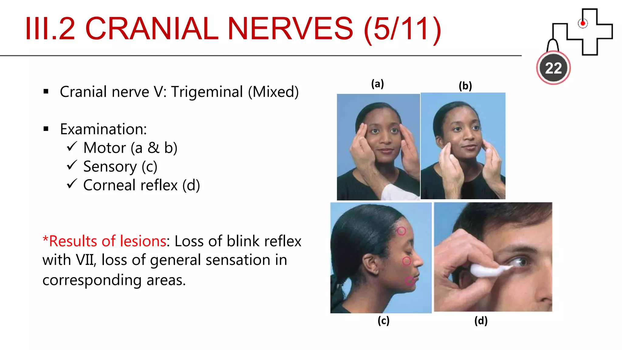 III.2 CRANIAL NERVES (5/11)
22
 Cranial nerve V: Trigeminal (Mixed)
 Examination:
 Motor (a & b)
 Sensory (c)
 Corneal reflex (d)
*Results of lesions: Loss of blink reflex
with VII, loss of general sensation in
corresponding areas.
(a) (b)
(c) (d)
 