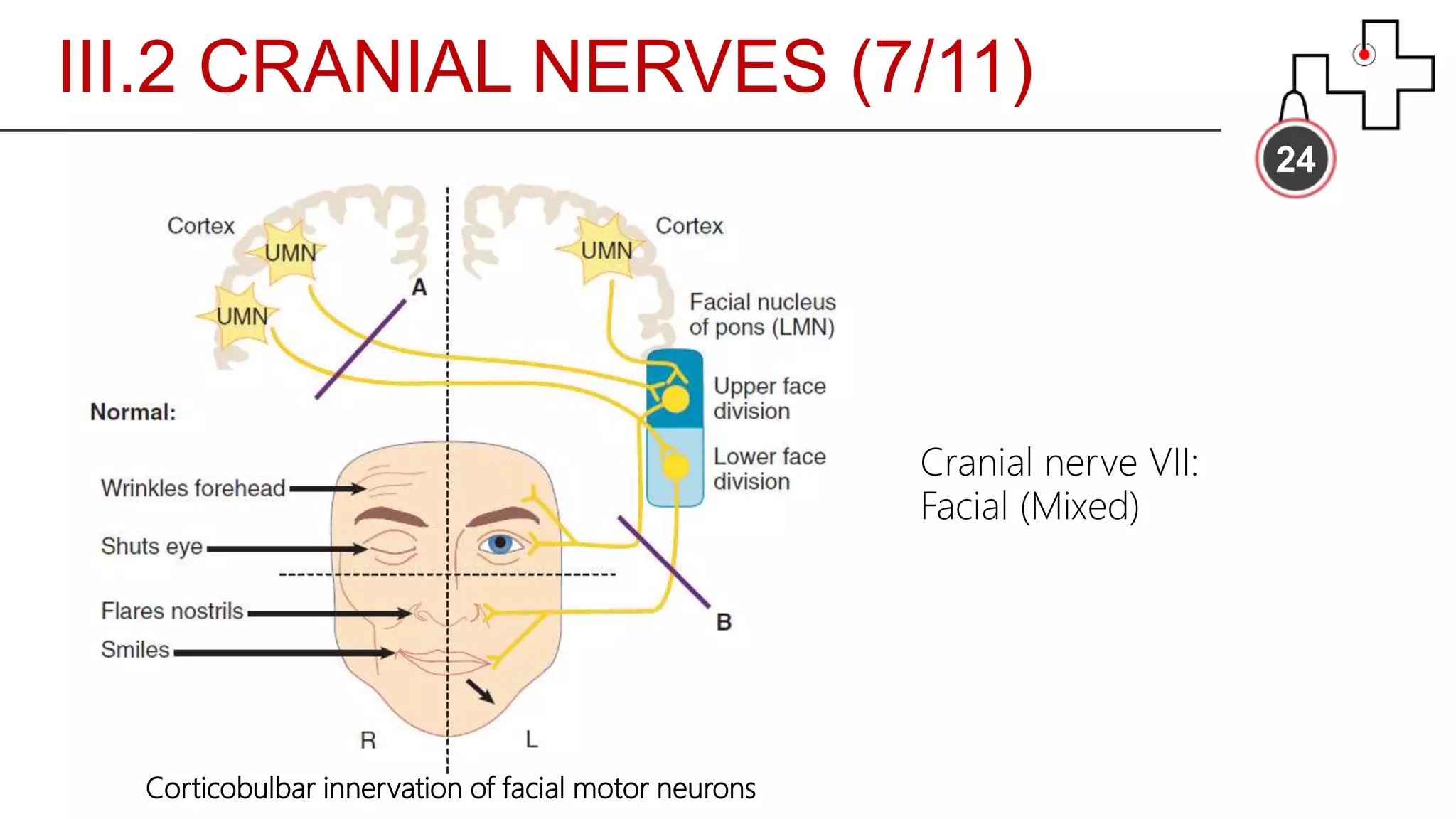 III.2 CRANIAL NERVES (7/11)
24
Corticobulbar innervation of facial motor neurons
Cranial nerve VII:
Facial (Mixed)
 