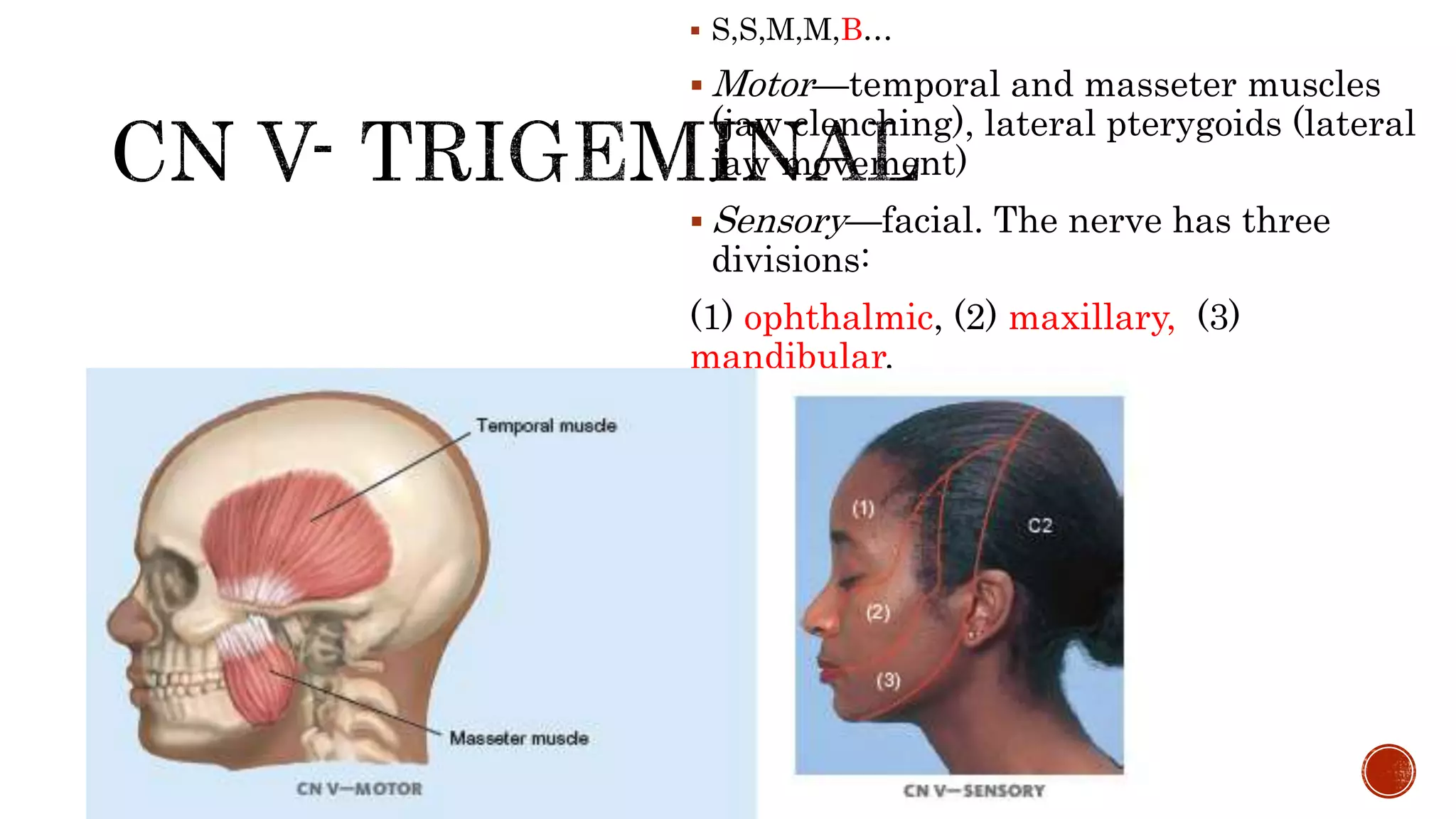  S,S,M,M,B…
 Motor—temporal and masseter muscles
(jaw clenching), lateral pterygoids (lateral
jaw movement)
 Sensory—facial. The nerve has three
divisions:
(1) ophthalmic, (2) maxillary, (3)
mandibular.
 