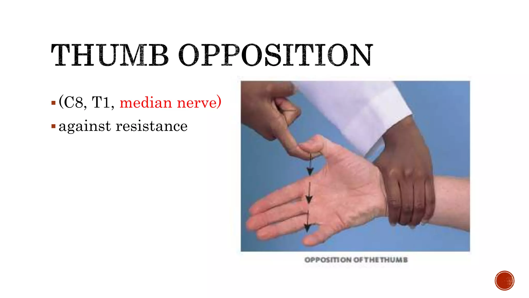 (C8, T1, median nerve)
against resistance
 