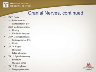 Cranial Nerves, continued
• CN 7: Facial
– Facial muscles
– Taste (anterior 2/3)
• CN 8: Vestibulocochlear
– Hearing
– Vestibular function
• CN 9: Glossopharyngeal
– Taste (posterior 1/3)
– Uvula
• CN 10: Vagus
– Phonation
– Palate elevation
• CN 11: Spinal accessory
– Head turn
– Shoulder shrug
• CN 12: Hypoglossal
– Tongue protrusion
 