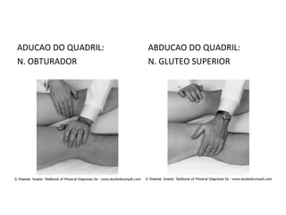 ADUCAO DO QUADRIL:
N. OBTURADOR
ABDUCAO DO QUADRIL:
N. GLUTEO SUPERIOR
 