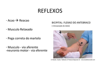 REFLEXOS
- Acao  Reacao
- Musculo Relaxado
- Pega correta do martelo
- Musculo - via aferente
-neuronio motor - via eferente
BICIPITAL: FLEXAO DO ANTEBRACO
( interposição do dedo)
 