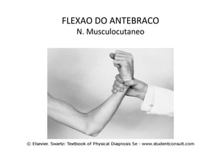 FLEXAO DO ANTEBRACO
N. Musculocutaneo
 