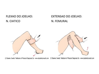 FLEXAO DO JOELHO:
N. CIATICO
EXTENSAO DO JOELHO:
N. FEMURAL
 
