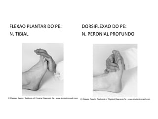 FLEXAO PLANTAR DO PE:
N. TIBIAL
DORSIFLEXAO DO PE:
N. PERONIAL PROFUNDO
 