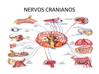 NERVOS CRANIANOS
 