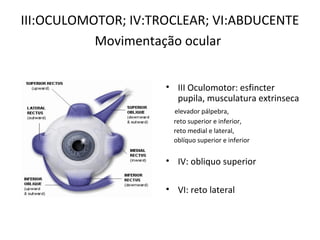 III:OCULOMOTOR; IV:TROCLEAR; VI:ABDUCENTE
Movimentação ocular
• III Oculomotor: esfincter
pupila, musculatura extrinseca
elevador pálpebra,
reto superior e inferior,
reto medial e lateral,
oblíquo superior e inferior
• IV: obliquo superior
• VI: reto lateral
 