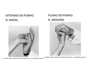 EXTENSAO DO PUNHO:
N. RADIAL
FLEXAO DO PUNHO:
N. MEDIANO
 