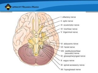 Copyright © 2007 Lippincott Williams & Wilkins.
 