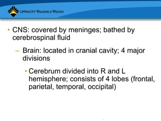 Copyright © 2007 Lippincott Williams & Wilkins.
• CNS: covered by meninges; bathed by
cerebrospinal fluid
– Brain: located in cranial cavity; 4 major
divisions
• Cerebrum divided into R and L
hemisphere; consists of 4 lobes (frontal,
parietal, temporal, occipital)
 