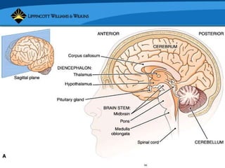 Copyright © 2007 Lippincott Williams & Wilkins.
 