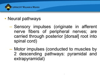 Copyright © 2007 Lippincott Williams & Wilkins.
• Neural pathways
– Sensory impulses (originate in afferent
nerve fibers of peripheral nerves; are
carried through posterior [dorsal] root into
spinal cord)
– Motor impulses (conducted to muscles by
2 descending pathways: pyramidal and
extrapyramidal)
 