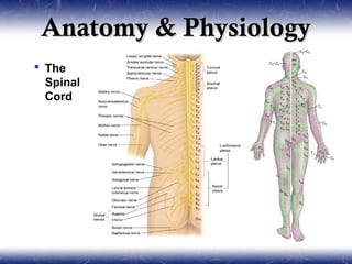 Anatomy & Physiology
 The
  Spinal
  Cord
 
