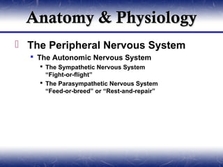 Anatomy & Physiology
 The Peripheral Nervous System
   The Autonomic Nervous System
     The Sympathetic Nervous System
      “Fight-or-flight”
     The Parasympathetic Nervous System
      “Feed-or-breed” or “Rest-and-repair”
 