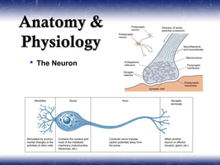 Anatomy &
Physiology
  The Neuron
 