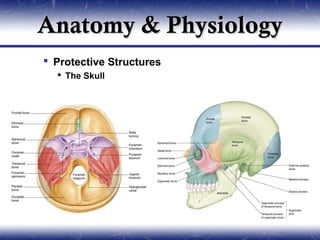 Anatomy & Physiology
 Protective Structures
   The Skull
 