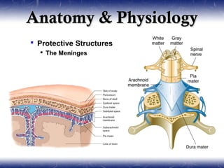 Anatomy & Physiology
 Protective Structures
   The Meninges
 