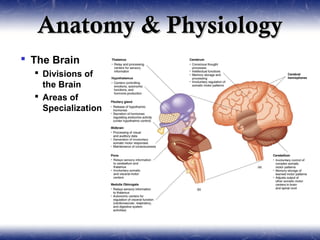 Anatomy & Physiology
 The Brain
   Divisions of
    the Brain
   Areas of
    Specialization
 