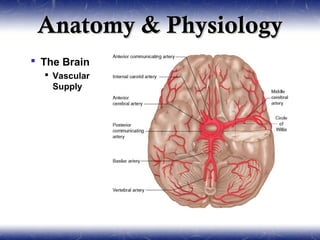 Anatomy & Physiology
 The Brain
   Vascular
    Supply
 