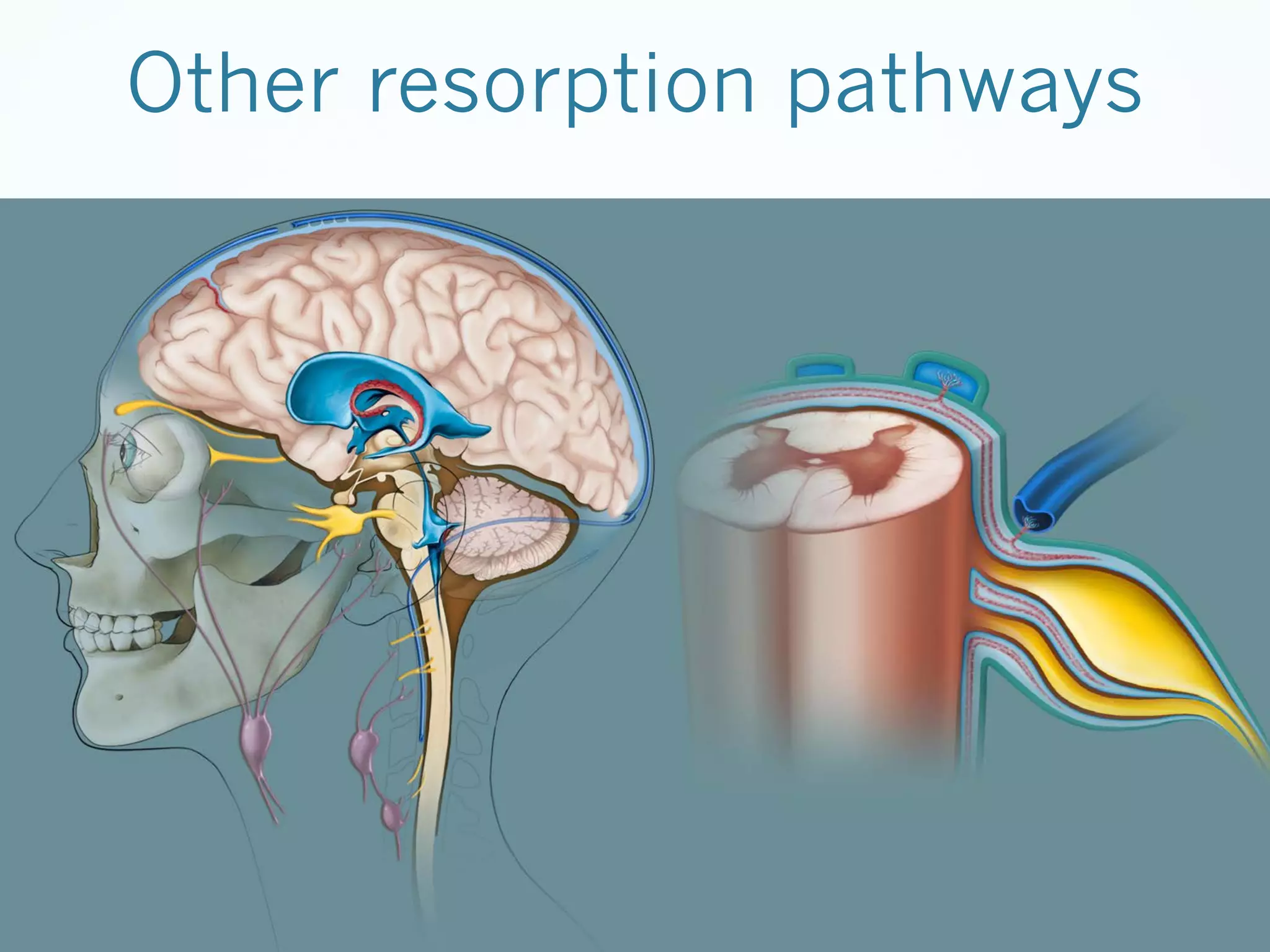 Other resorption pathways

 
