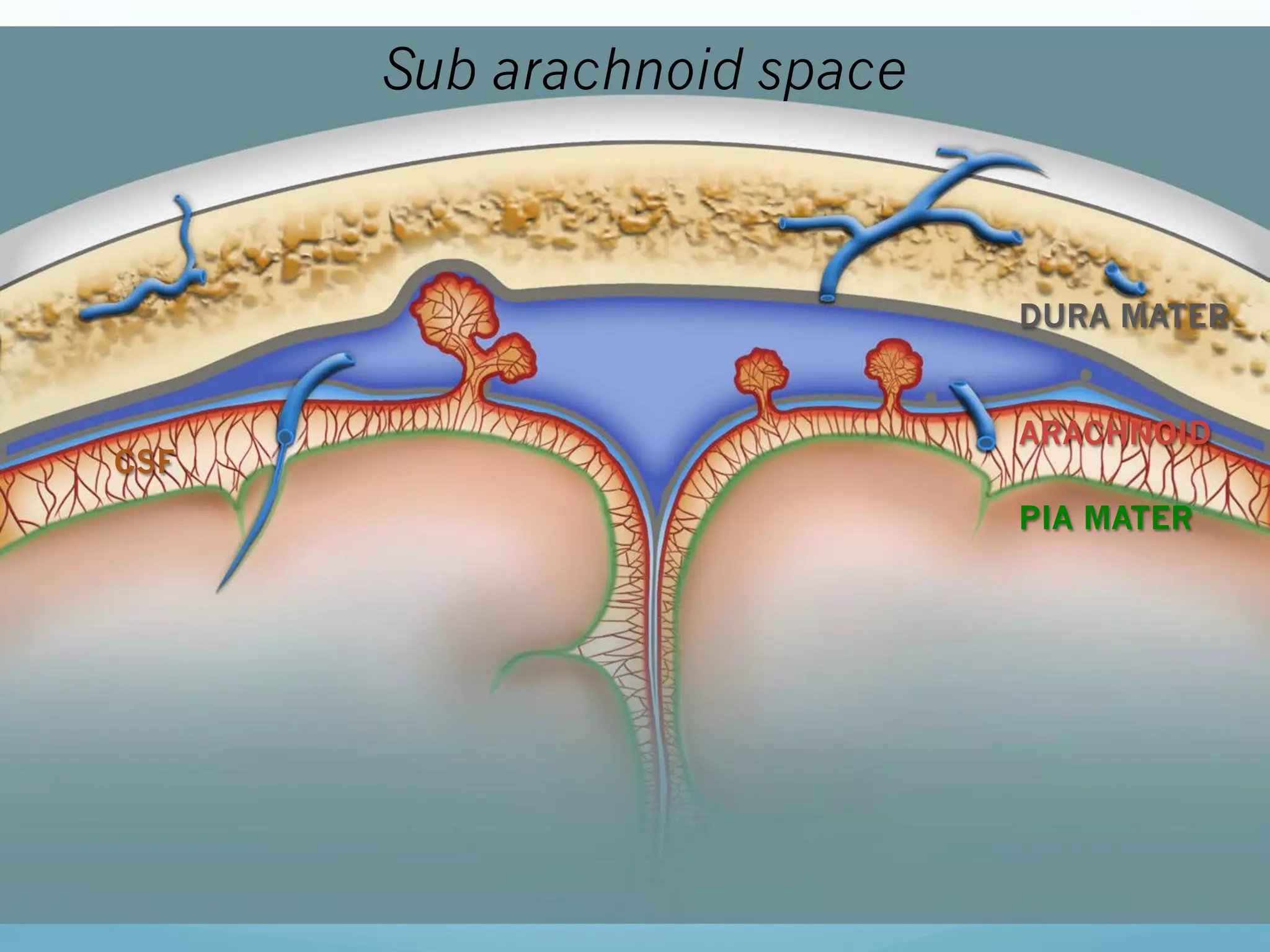 Sub arachnoid space

DURA MATER

CSF

ARACHNOID
PIA MATER

 