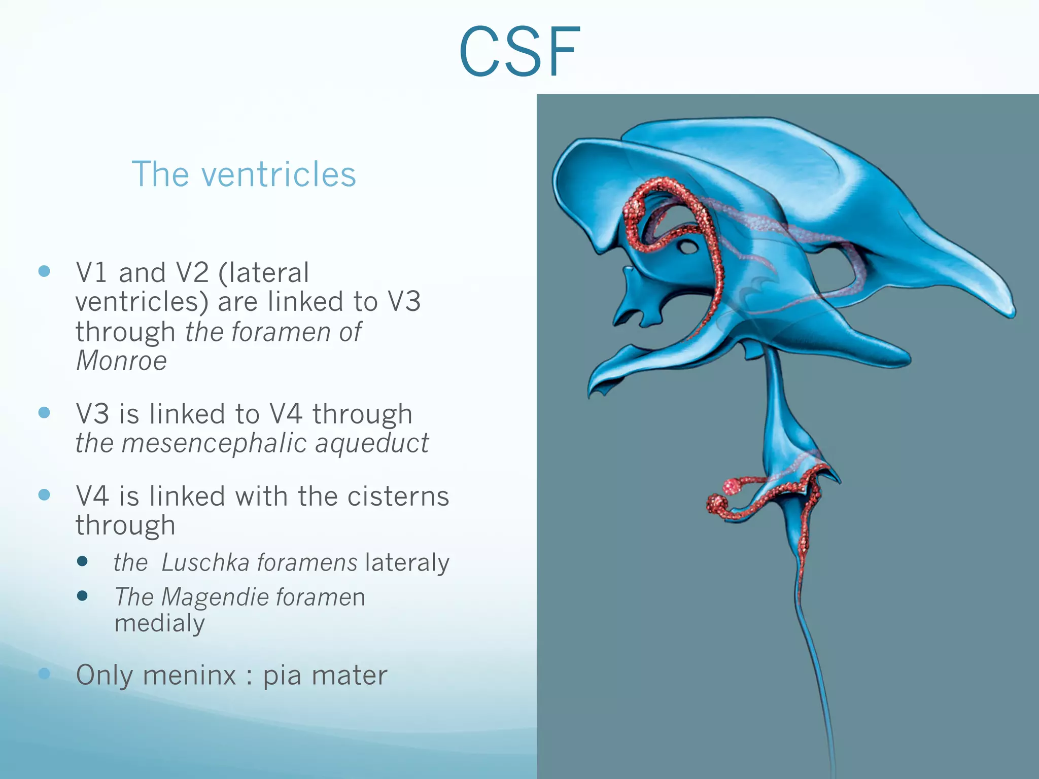 CSF
The ventricles
—  V1 and V2 (lateral

ventricles) are linked to V3
through the foramen of
Monroe

—  V3 is linked to V4 through

the mesencephalic aqueduct

—  V4 is linked with the cisterns
through
—  the Luschka foramens lateraly
—  The Magendie foramen
medialy

—  Only meninx : pia mater

 