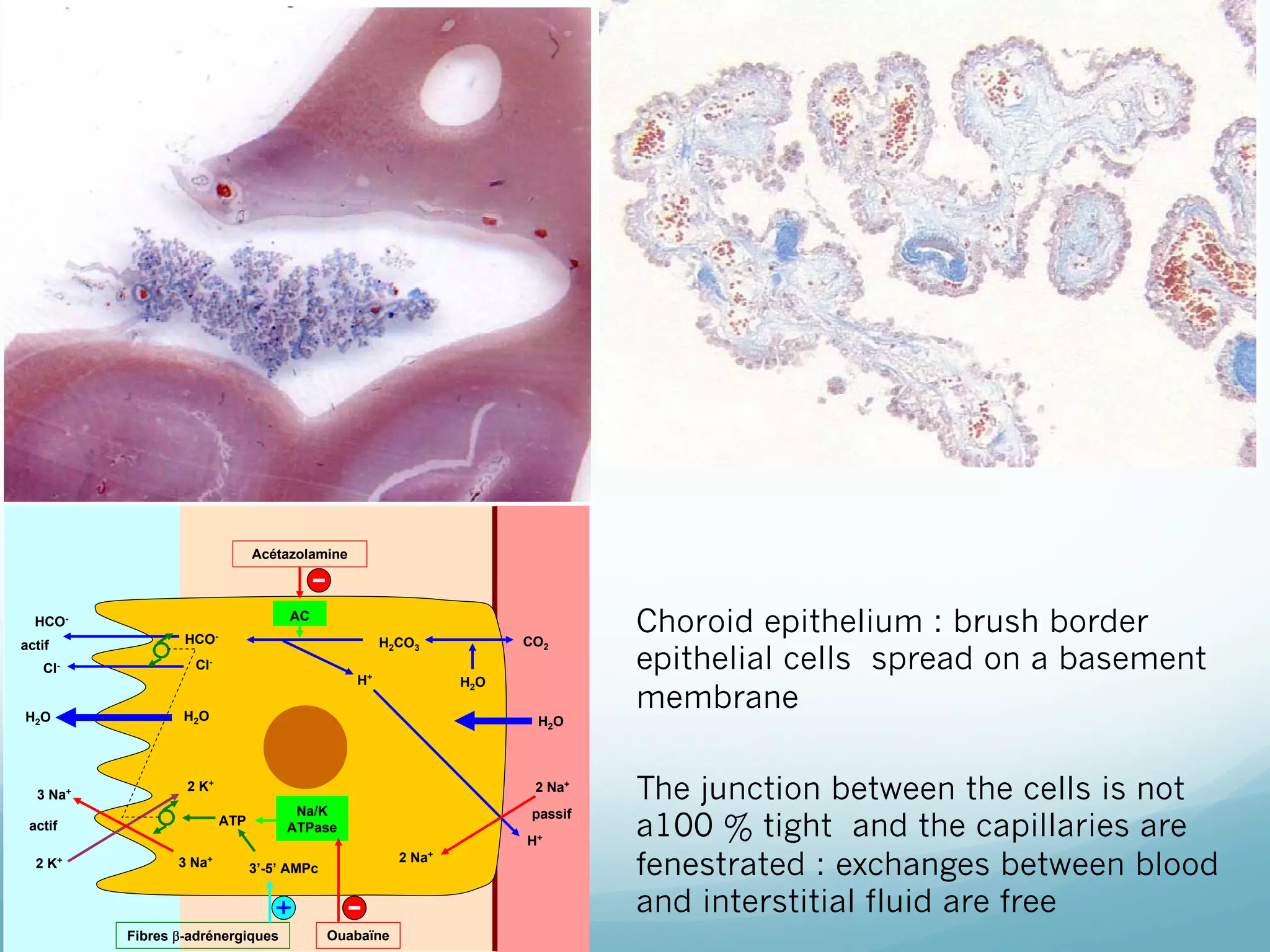 roduction du LCR
Acétazolamine

AC

HCOHCO-

actif
Cl-

CO2

H2CO3

Cl-

H+

H2O

H2O

H2O

3 Na+

H2O

2 K+

2 Na+
ATP

actif
+

2K

Na/K
ATPase

3 Na+

H+
2 Na+

3’-5’ AMPc

Fibres -adrénergiques

passif

Ouabaïne

Choroid epithelium : brush border
10
epithelial cells spread on a basement
10
membrane
The junction between the cells is not
a100 % tight and the capillaries are
fenestrated : exchanges between blood
and interstitial fluid are free

 