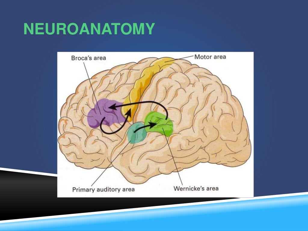 Neurology Assessing Speech